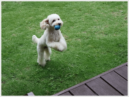 b0175688_20255197.gif
