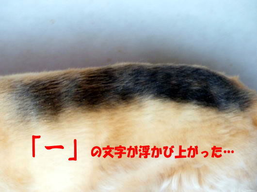 a0157892_17303600.jpg