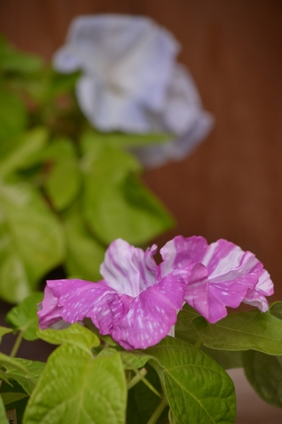 a0240403_13234157.jpg