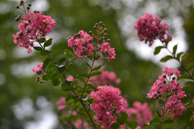a0240403_13251407.jpg