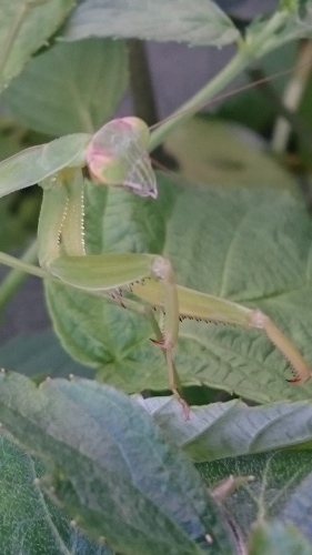 e0351303_19031157.jpg