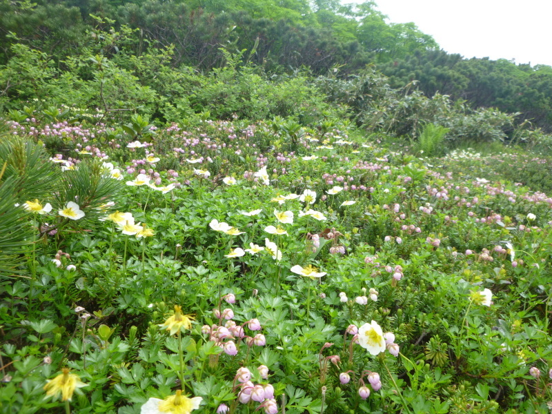 d0170615_09452429.jpg