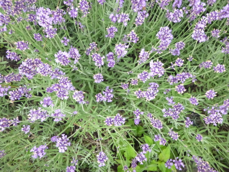 d0170615_09465619.jpg