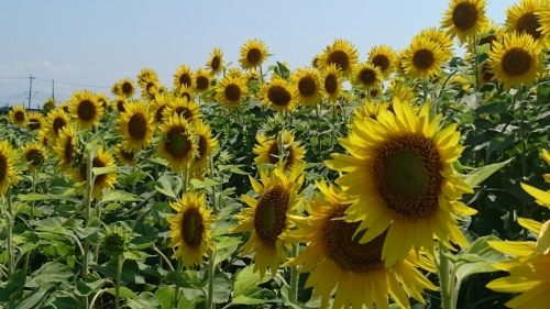 c0140516_08325555.jpg