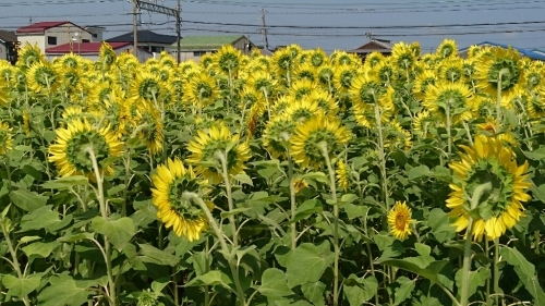 c0140516_08325885.jpg