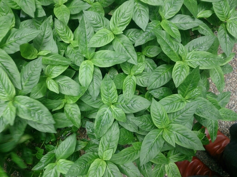 c0158033_08502845.jpg