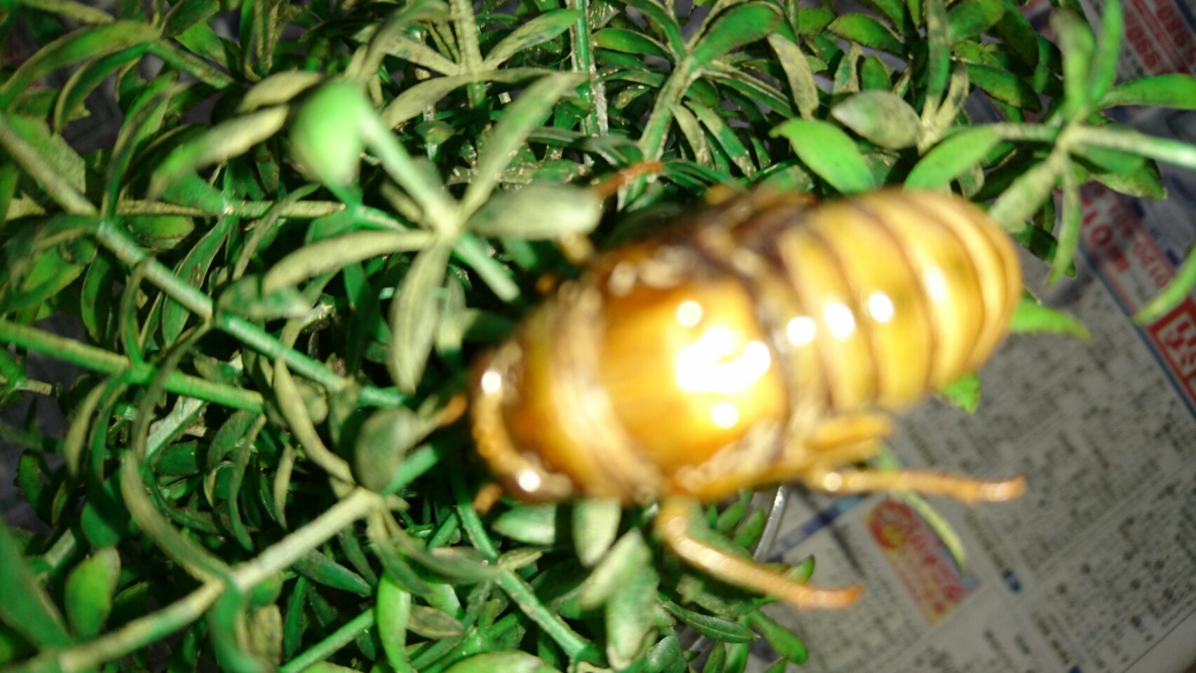 e0355140_11424243.jpg