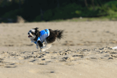 c0145250_10341167.gif