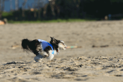 c0145250_10343274.gif