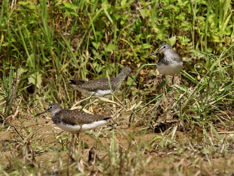 b0369164_21385497.jpg