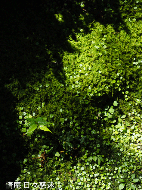 e0346064_20392046.gif