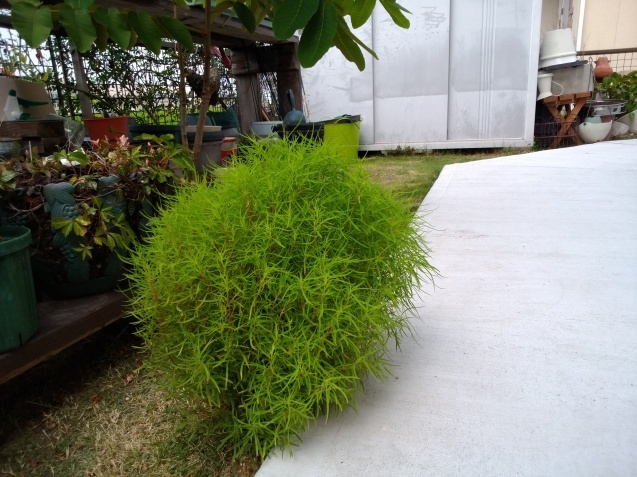 b0194267_14295552.jpg