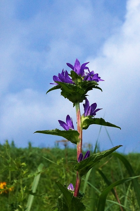 c0248473_20090001.jpg