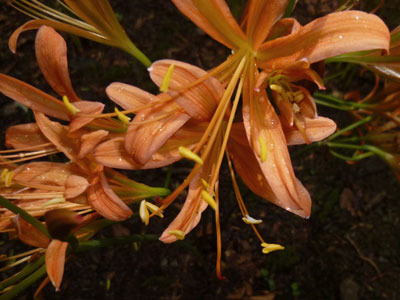 d0126573_11473215.jpg
