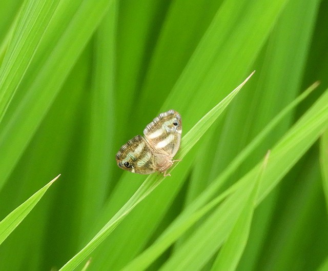f0378979_17085875.jpg