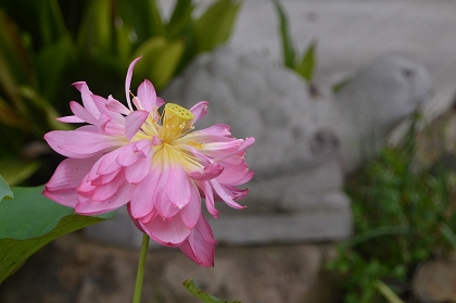 c0229483_22204450.jpg