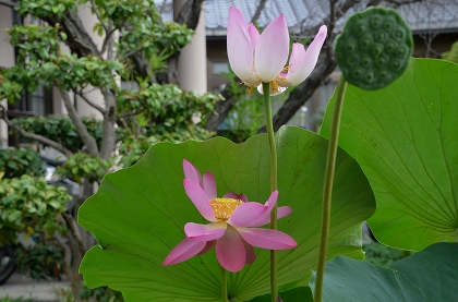 c0229483_2251562.jpg