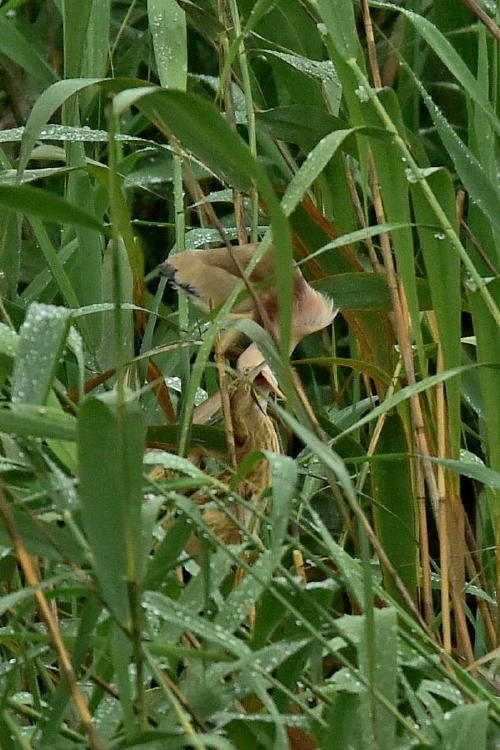 c0144588_08344543.jpg