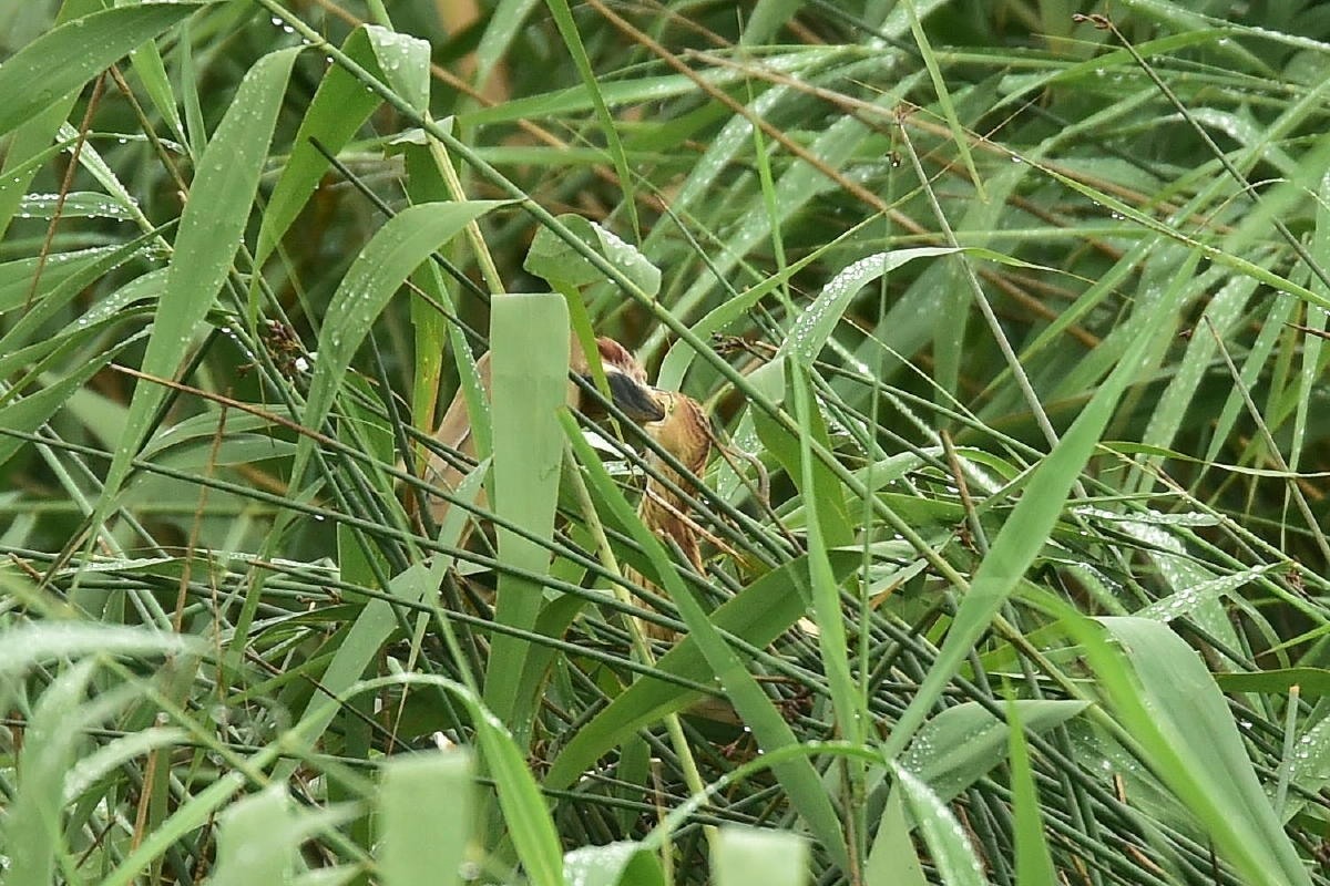 c0144588_08345267.jpg