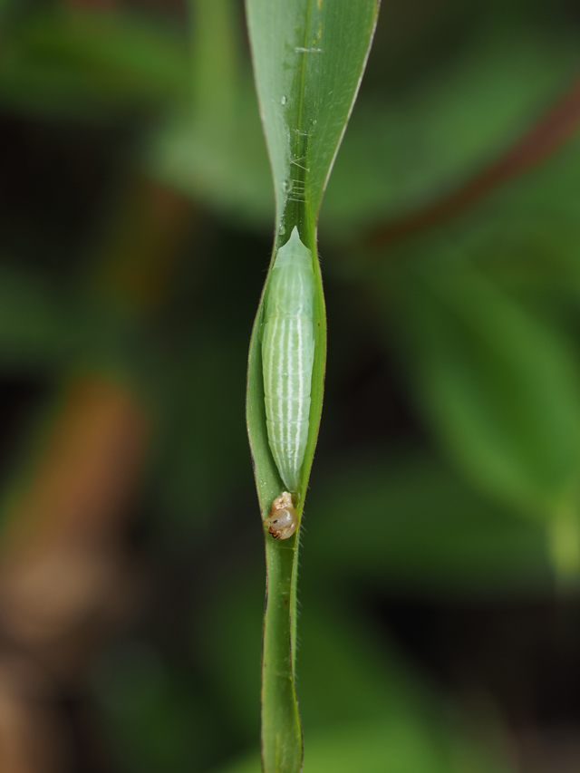 b0053192_9402824.jpg