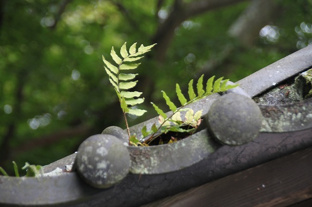 f0374092_10410636.jpg