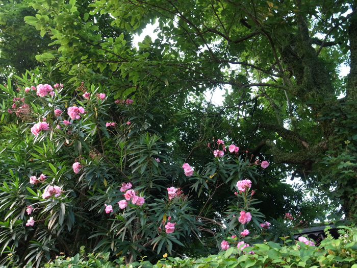 c0049299_22551072.jpg