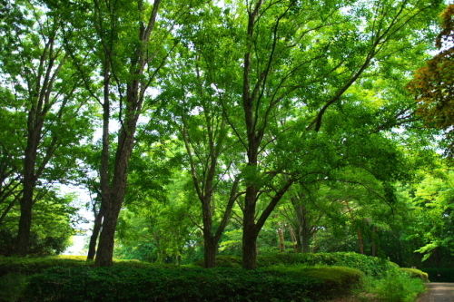 a0263109_13402143.jpg