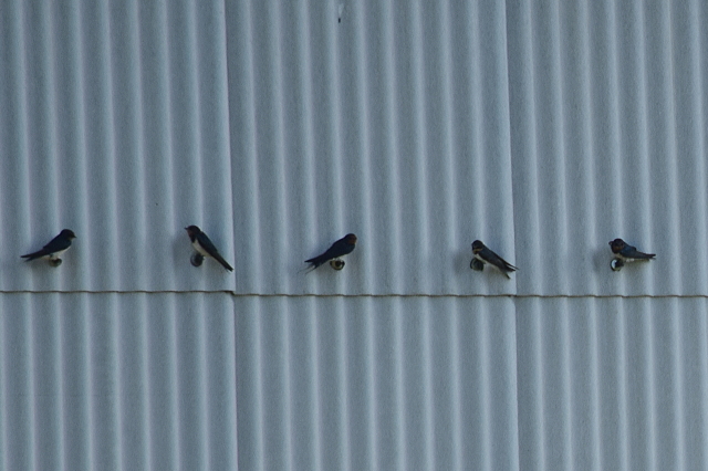 f0368610_21423723.jpg