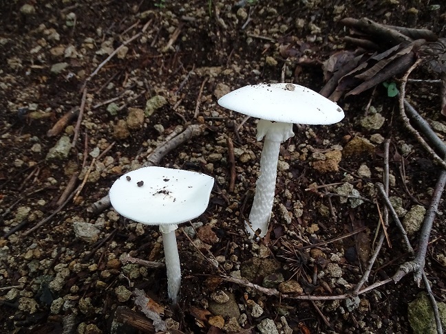 f0360815_16391204.jpg