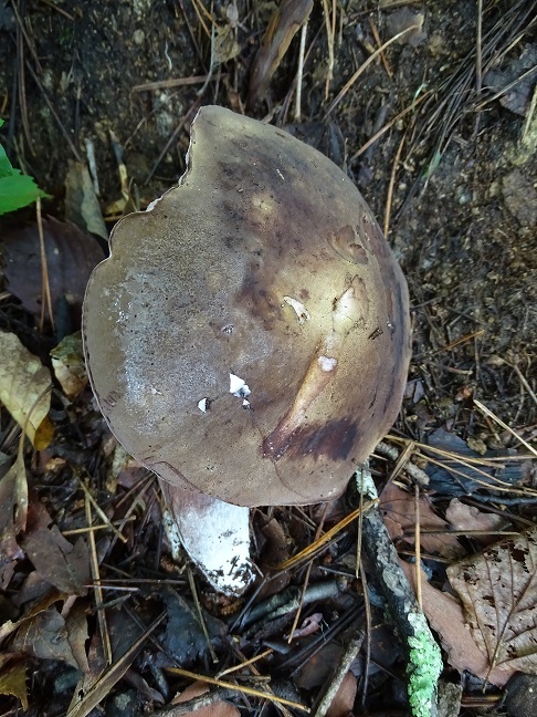f0360815_16391394.jpg