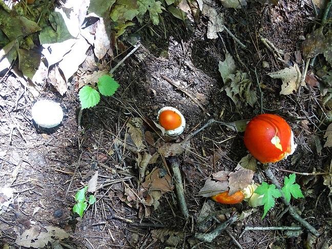 f0360815_16391428.jpg