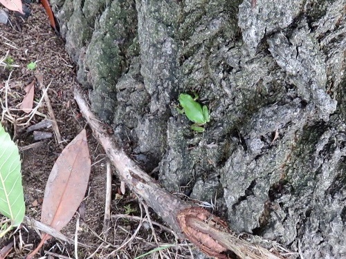 c0084117_11403572.jpg