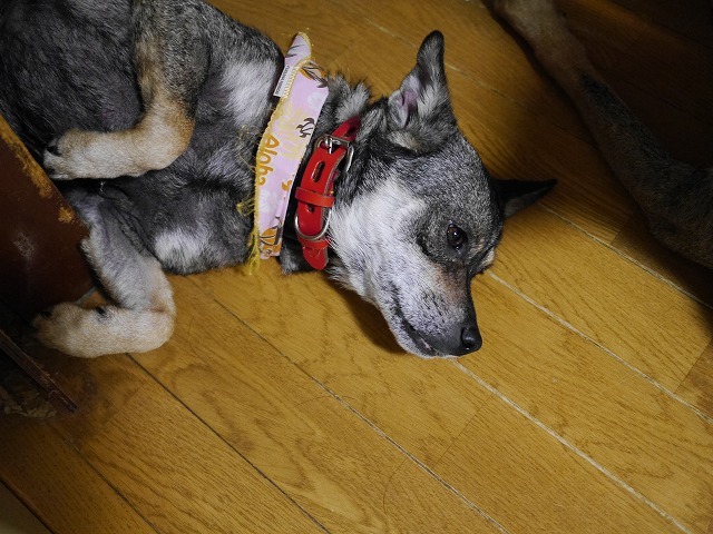 f0282319_21033568.jpg