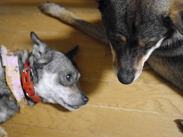 f0282319_21040017.jpg