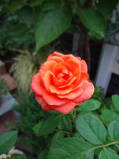 a0232921_20423791.jpg