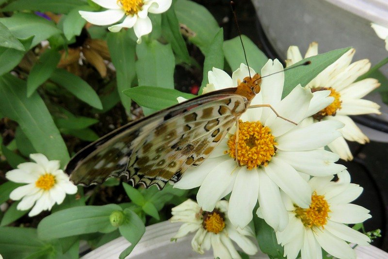 a0017634_20365694.jpg