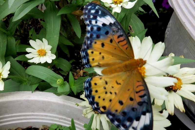 a0017634_20412739.jpg