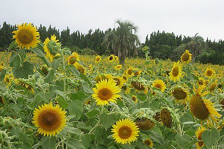 b0094265_20313065.jpg