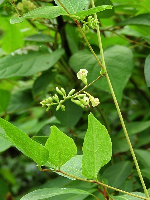 f0378979_23475485.jpg