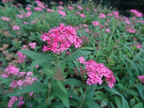 f0000521_05174124.jpg