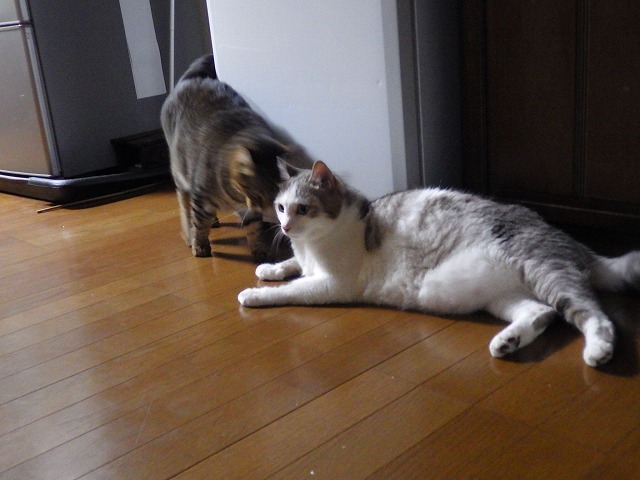 a0337237_16483103.jpg