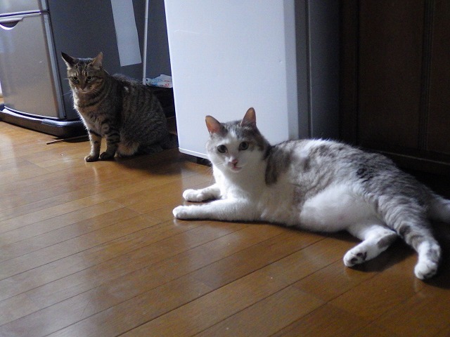 a0337237_16483157.jpg