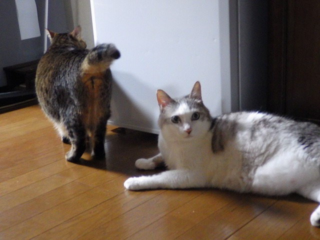 a0337237_16483203.jpg