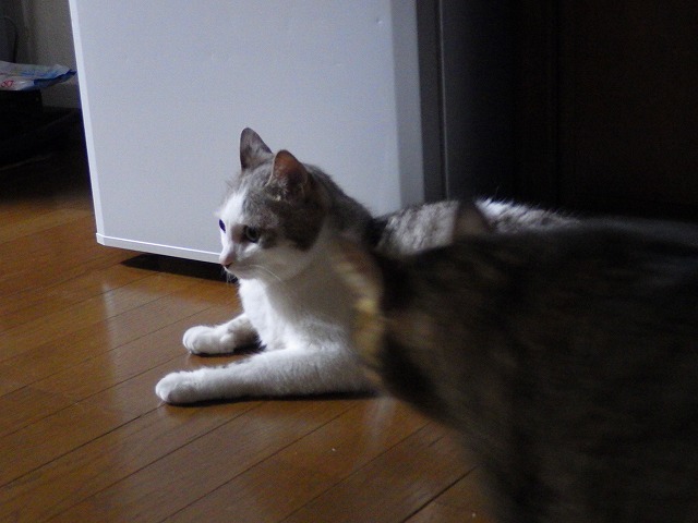 a0337237_16483247.jpg