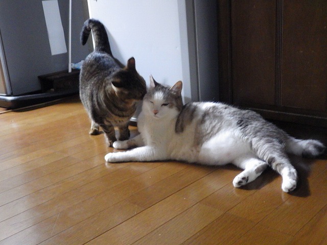 a0337237_16483269.jpg