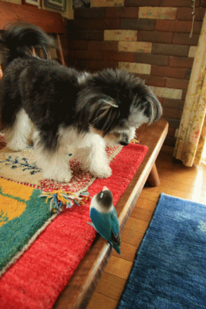 c0145250_10162767.gif