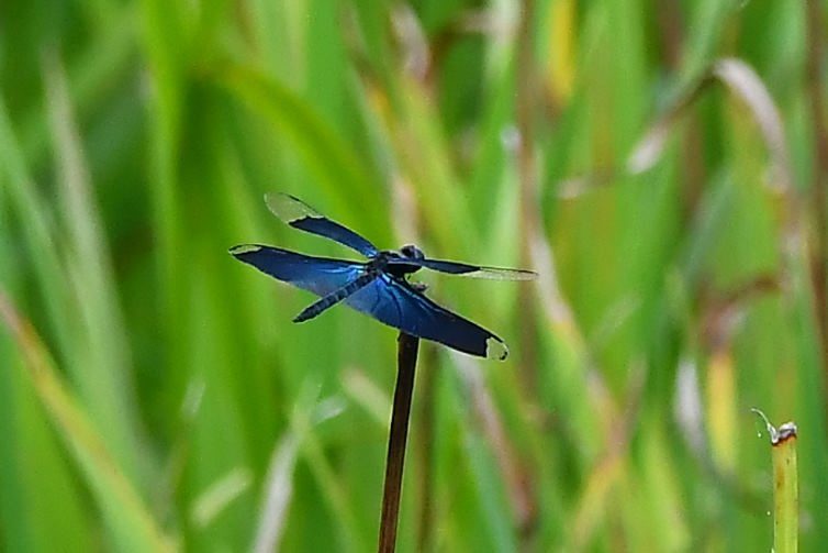 f0185755_17003897.jpg
