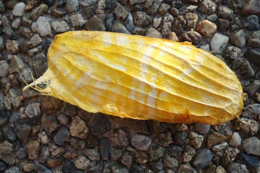 c0236857_20352109.jpg