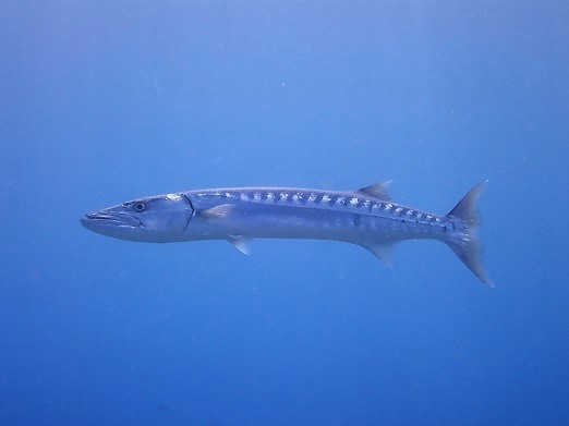 e0132965_12504693.jpg