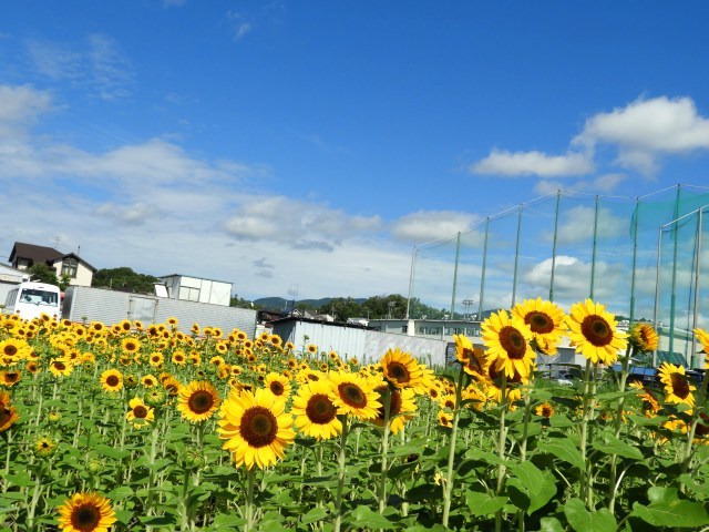 f0378979_14352306.jpg